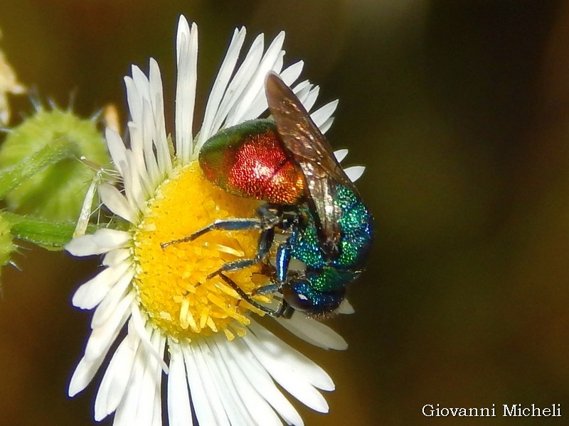 Chrysididae: Hedychrum cfr. niemelai m. (foto 1 e 2) e H. rutilans m. e f. (3 e 4)